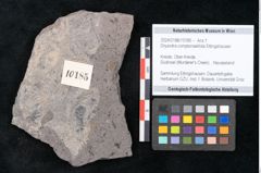 Foto (Objekt + Etikett) von Dryandra comptoniaefolia Ettingshausen (NHMW-GEO-2024-0188-10185)